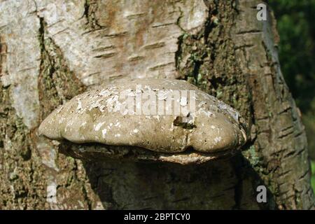 Birch polypore (Piptoporus betulinus) bracket fungus growing out of the trunk of a silver birch tree (Betula pendula). Stock Photo