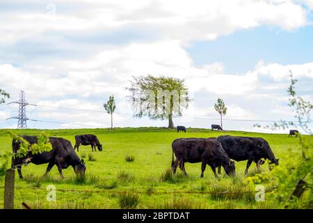 Herd of black free-range dairy cows in a field in Spring in the fields,  Glen Mavis, Scotland, UK Stock Photo