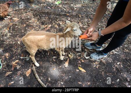 Goat eating carrot from hand Stock Photo