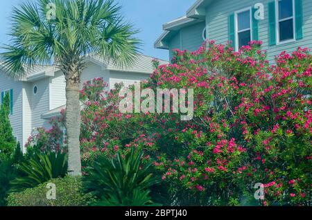 Red oleander blooms outside vacation homes on Pensacola Beach, May 16, 2020, in Gulf Breeze, Florida. Stock Photo