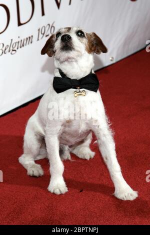 New York, NY, USA. 16 May, 2012. Uggie at the Friars Club Salute To Betty White at the Sheraton New York Hotel & Towers. Credit: Steve Mack/Alamy Stock Photo