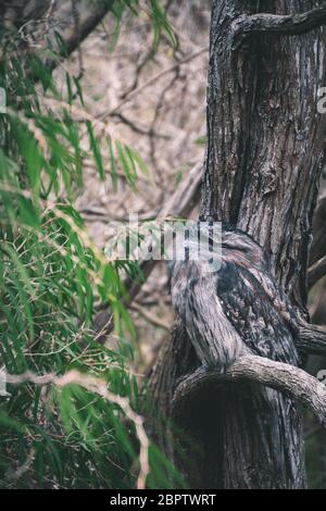 Tawny Frogmouth Owl close up while he rest in a branch Stock Photo