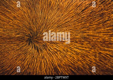 COW hair and Skin circle point - genuine texture of cow brown background. Brown natural cow fur texture. Animal hair of fur cow leather texture backgr Stock Photo