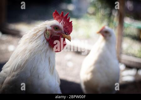 free range chicken looking angry Stock Photo