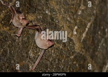 Bats are sleeping in the cave hanging on the ceiling period midday Stock Photo