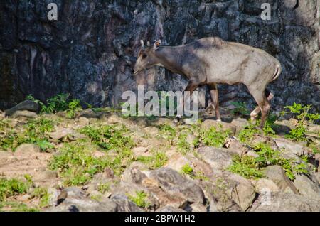 Eld's deer (Panolia eldii) also known as the thamin or brow-antlered deer, is an endangered species of deer indigenous to Southeast Asia Stock Photo