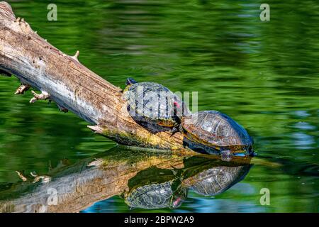 Yellow-bellied slider turtle (Trachemys scripta scripta) in Sepulveda Basin Wildlife Reserve  CA USA Stock Photo