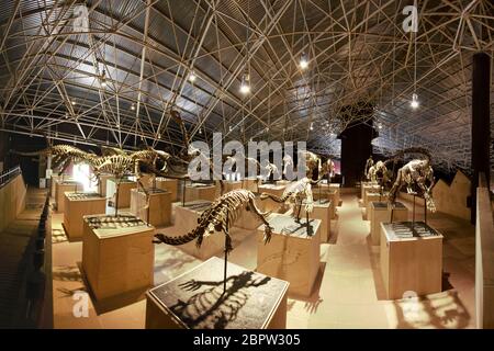 Kunming, China - May 17, 2020: Collection of several Dinosaur skeletons in Lufeng Dinosaur Valley Museum in Yunnan Stock Photo