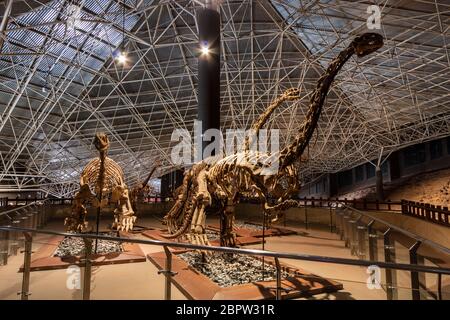 Kunming, China - May 17, 2020: Dinosaur fossils displayed at the Lufeng Dinosaur Valley Museum in Yunnan Stock Photo