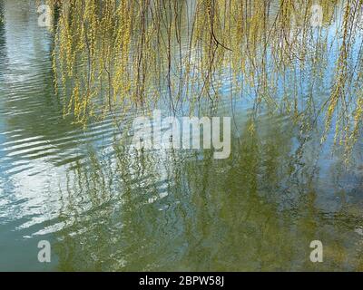 willow tree branches with fresh and pointy leaves hanging over lake surface and reflecting in water Stock Photo