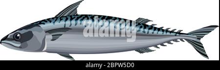 Mackerel fish on white background vector illustration Stock Vector