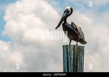 Florida brown pelican (Pelecanus occidentalis) perched on a marina piling in Ponce Inlet, Florida, between Daytona Beach and New Smyrna Beach. (USA) Stock Photo