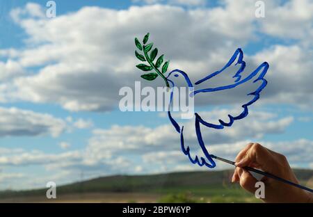 woman hand makes a drawing on the glass. dove is a symbol of peace. pigeon with olive branch. Stock Photo