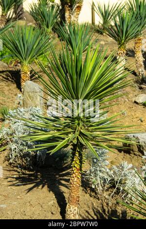 Yucca is a genus of evergreen trees in the Agave subfamily of the Asparagus family. Stock Photo