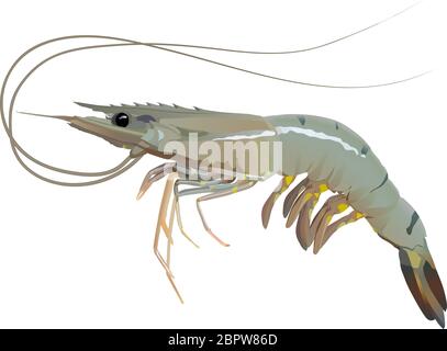 Fresh shrimp or prawn on white background vector Stock Vector