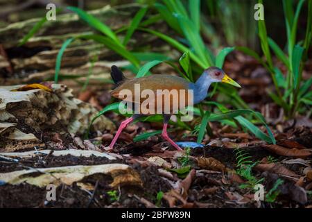 Grey-necked wood-rail, Aramides cajaneus, at the lakeshore of Gatun lake, Colon province, Republic of Panama. Stock Photo