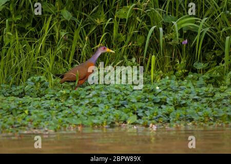 Grey-necked wood-rail, Aramides cajaneus, at the lakeshore of Gatun lake, Colon province, Republic of Panama. Stock Photo