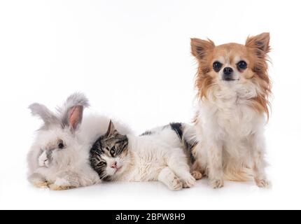 rabit, cat and chihuahua in front of white background Stock Photo