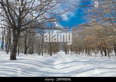 snow covered path crosses winter forest in Nebrodi Mountains natural landmark of Sicily Stock Photo