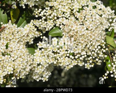 cluster of small bowl-shaped white flowers, Spiraea Snowmound Stock Photo