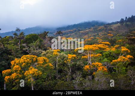 Flowering May Trees, Vochysia ferruginea, in the cloudforest of Altos de Campana national park, Republic of Panama. Stock Photo