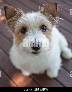 Wiry hair shop jack russell terrier