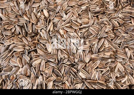 black and white sunflower seeds background or texture. Stock Photo