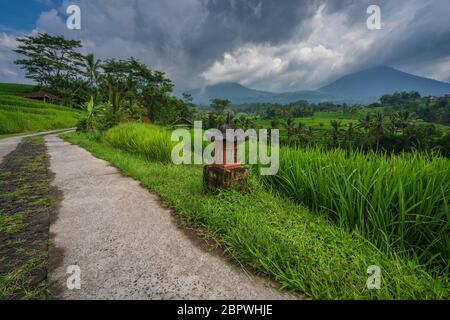Path through the ricefields of Jatiluwih. Path the farmers take to get to their land and to transport their harvest on Stock Photo
