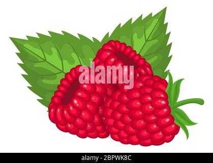 Fresh bright exotic whole raspberries with leaves isolated on white background. Summer fruits for healthy lifestyle. Organic fruit. Cartoon style. Vec Stock Vector