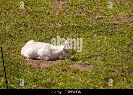 Small domestic goating resting on field Stock Photo