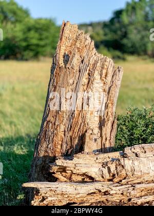 A rotten tree trunk broken in two against a background of green meadow near a forest Stock Photo