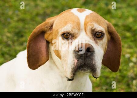 Animal portrait of sad dog on green background. Stock Photo