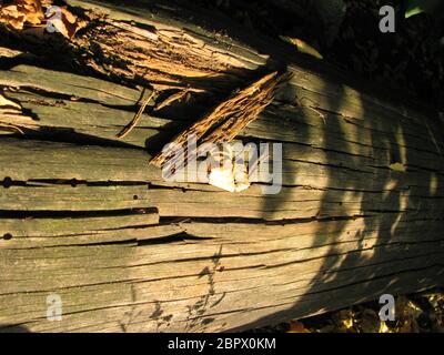 Rotten trunk of a fallen tree in the forest Stock Photo