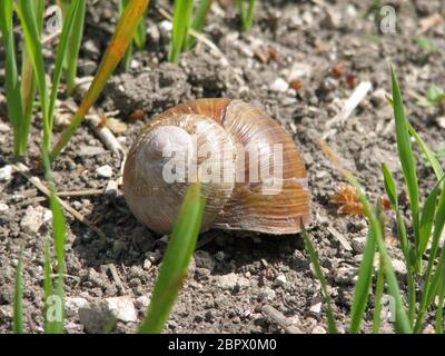 Big snail in shell crawling on road, summer day Stock Photo
