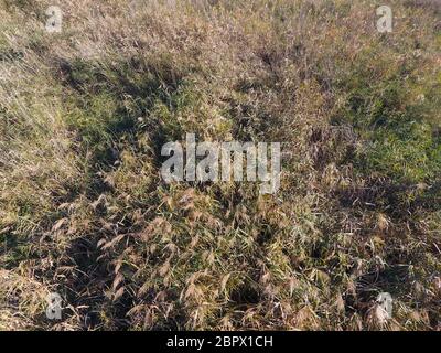 Reed beds in autumn top view. Reed beds in autumn top view. Stock Photo