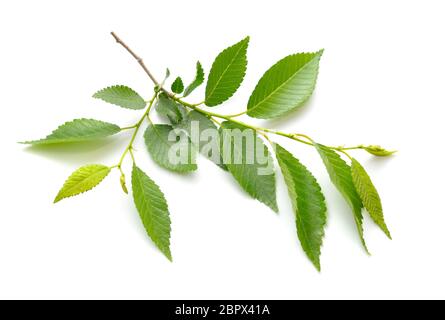 Elm Young branch. Isolated on white background Stock Photo