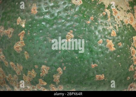 Shell Texture Fresh organic rustic slice lime isolated on white background Stock Photo