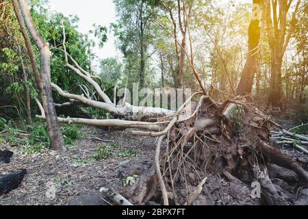Fallen tree in a forest. A fallen and dead tree in the middle of the forest. Stock Photo