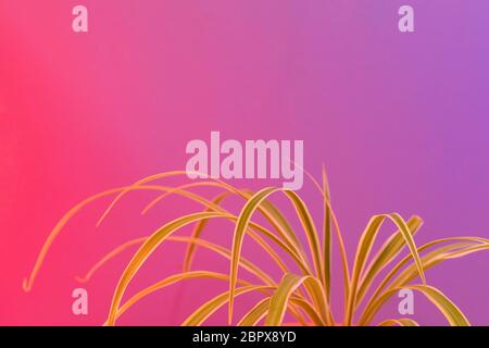 A chlorophytum spider plant with thin green and white striped leaves on colorful a background with a pink and purple gradient. Popular houseplant, stu Stock Photo
