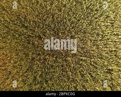 Ripening wheat. Green unripe wheat is a top view. Wheat field. Stock Photo
