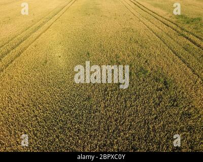 Ripening wheat. Green unripe wheat is a top view. Wheat field. Stock Photo