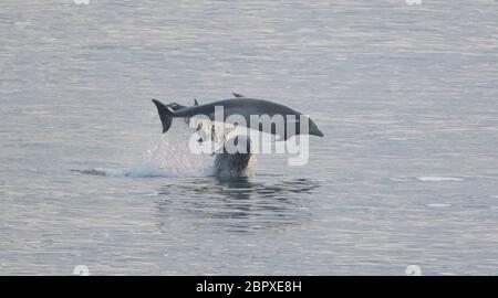 A pod of bottlenose dolphins off the north east coast between Whitley Bay and Cullercoats Bay as the temperature rises and the Met Office has predicted the hottest day of the year so far. Stock Photo