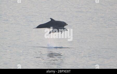 A pod of bottlenose dolphins off the north east coast between Whitley Bay and Cullercoats Bay as the temperature rises and the Met Office has predicted the hottest day of the year so far. Stock Photo