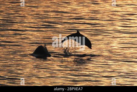 A pod of bottlenose dolphins off the north east coast between Whitley Bay and Cullercoats Bay as the temperature rises and the Met Office has predicted the hottest day of the year so far. Stock Photo