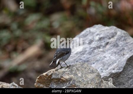 Plumbeous Water Redstart, Phoenicurus fuliginosus, Mangan, Sikkim, India Stock Photo