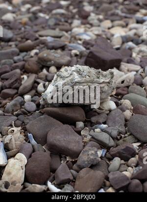 Oyster Shell on Beach Stock Photo