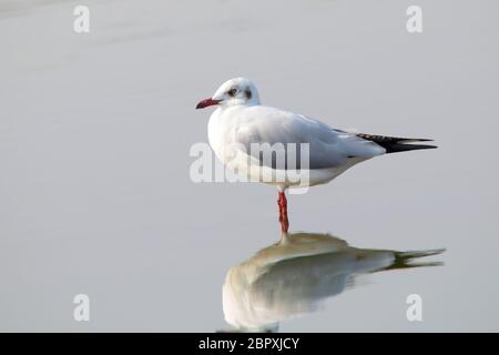 Common gull, Larus canus, often informally Seagulls, Bhigwan,  Maharashtra Stock Photo