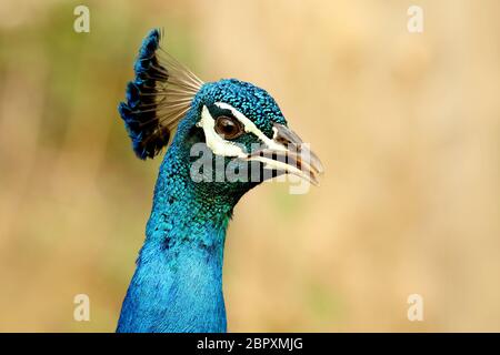 Peacock, Pavo cristatus, Bandipur National Park, Karnataka, India Stock Photo