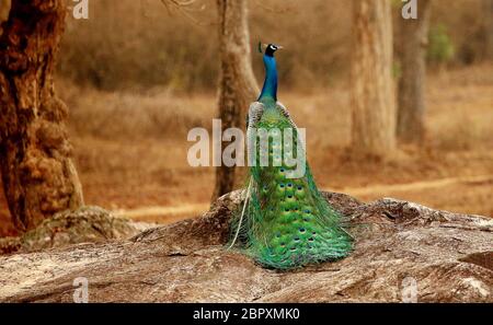 Peacock, Pavo cristatus, Bandipur National Park, Karnataka, India Stock Photo