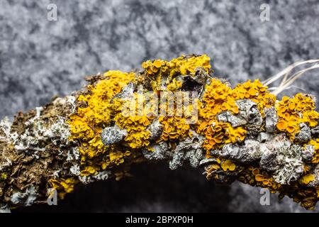 yellow cup lichen on branch Stock Photo